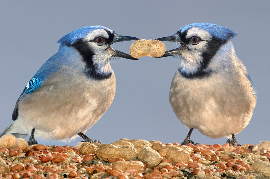 Blue Jays –  Peanuts and Trust